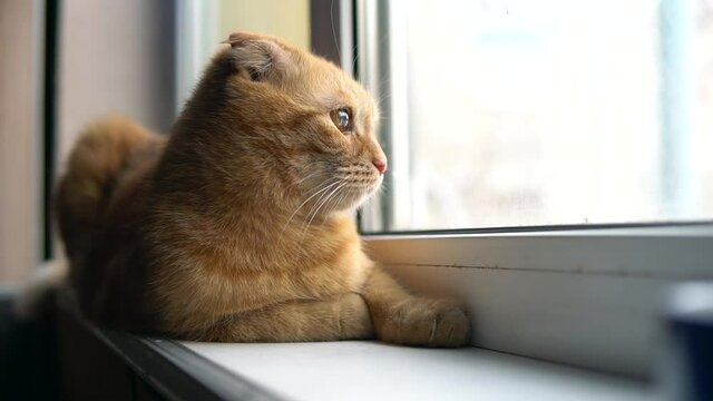 Domestic, fluffy, ginger cat lying on a windowsill and looking at street. Home, furry pet relaxing on the kitchen, daytime comfort and cosiness.