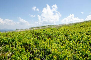 green grass and blue sky