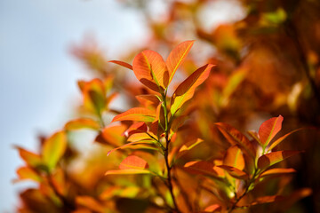 Multicolored leaves in the early spring
