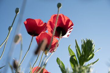 Obraz premium mohnblumen von unten