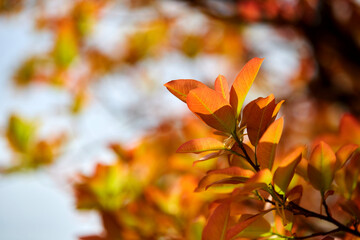 Multicolored leaves in the early spring
