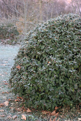 Eleagnus x Ebbingei bush covered by frost on winter season. Eleagnus bush also called japanese Goumi in the garden