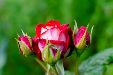 Fototapeta premium red rose bud