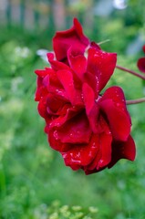 red rose with drops