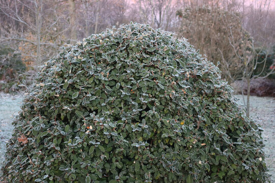 Eleagnus x Ebbingei bush covered by frost on winter season. Eleagnus bush also called japanese Goumi in the garden