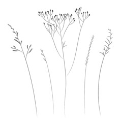 Obraz premium Field and meadow grasses, black contour line. Sketch of medicinal plants, vector drawing.