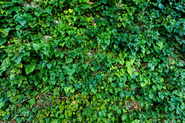 A wall of common ivy (Hedera helix). Natural background or texture.