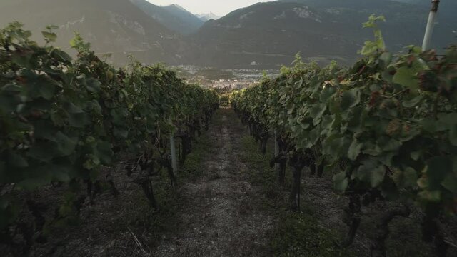 shot of a walk between two rows of grapes in a grapefield in the early morning in Lavaux Oron, Wallis Switzerland in 4k.
