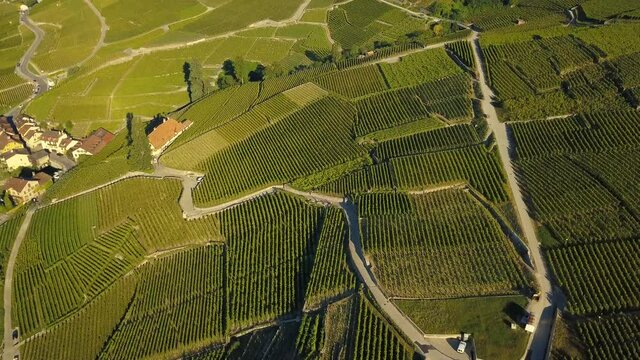 Drone shot slow camera tilt up over the grape fields of Lavaux Oron, Wallis Switzerland in 4k.