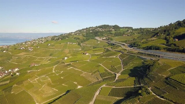 Drone shot fly over rotating to the left over the grape fields of Lavaux Oron, Wallis Switzerland with the lake of Geneva in the background in 4k.