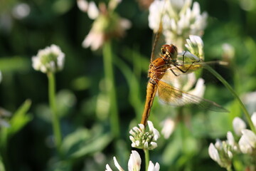 A yellow dragonfly sits on a grass stem close-up. Selective focus. A macro shot of a yellow dragonfly on a green blurry background.