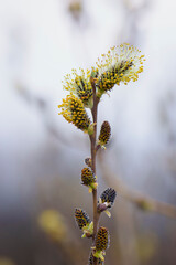 Salix. fluffy yellow flowers bloom on a willow branch. Yellow flowers of a willow on a branch in the spring forest. beautiful festive spring background. nature, bokeh, close-up, Macro photo © Oleksandr Filatov