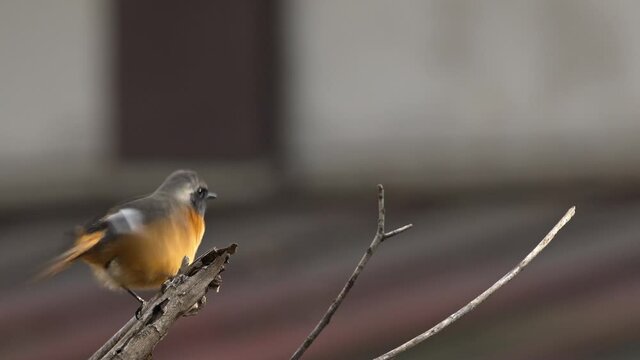 Male Daurian redstart taking off from branch.