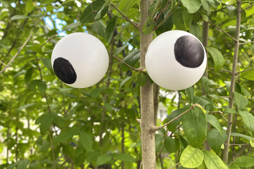 Googly eyes in a tree as a Halloween decoration