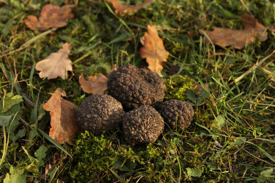 Fresh truffles on green grass, closeup view