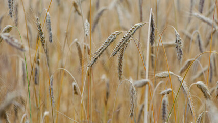 Wheat field. Ears of golden wheat. The concept of a rich harvest, agro-industrial complex, farming. golden spikelets of ripe wheat in the field close-up. background