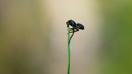 a small black spider sits on the green grass. spring season, arthropod close-up. macro nature. European spider on grass stems in front of light blurred background