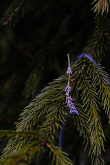 Dried purple fragrant lavender on a Christmas tree background. Decorated in Very Peri Color. Dark...