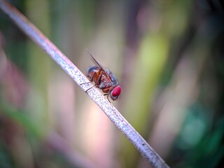 Flies on a leaf