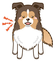 威嚇するシェルティ（セーブル）