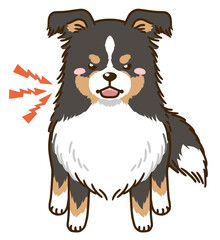 威嚇するシェルティ（トライカラー）