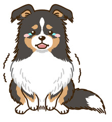 おびえるシェルティ（トライカラー）