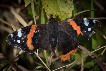 Closeup shot of a red admiral butterfly on a leaf - obrazy, fototapety, plakaty