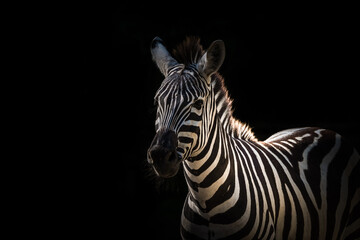 Zebra geïsoleerd op een dramatische zwarte achtergrond