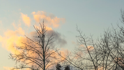 Bare branches of trees against the dramatic cloudy sky. Nature conservation.
