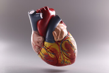 Human heart, anatomical medical model floating in air on grey background