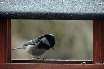 A coal tit inside a wooden bird feeder