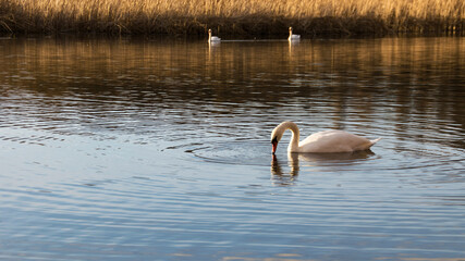 White swan on the water surface. beautiful bird swims on the river. swan in the lake. close-up, wet bird. nature, habitat. autumn season. dry reeds, Scirpus. autumn nature on the river © Oleksandr Filatov