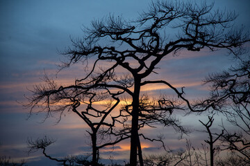 Sunset in winter and dead trees