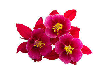 aquilegia flower isolated