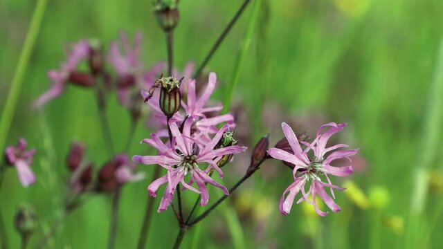 Close-up of flowering  flos-cuculi or Ragged robin flower in green flowering meadow