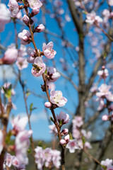 blooming sakura on a sunny day in spring