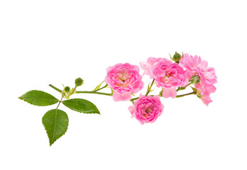 branch with small roses isolated on white background