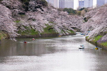 桜　千鳥ヶ淵　ボートに乗ってお花見