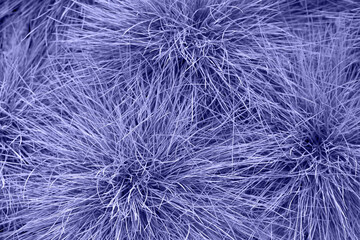 Very peri plants. Background with purple plants. The color of the year. Very peri color. Purple background.