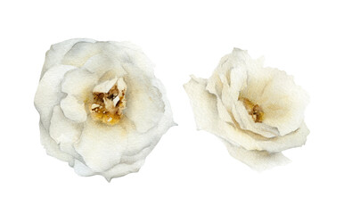 Hand-drawn white creamy rose flowers set. Winter and spring garden florals. Botanical elements for greeting cards design, wedding invitations, decor isolated on white background 