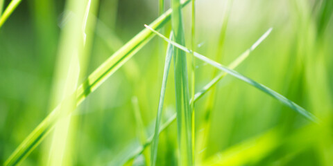 green grass leaf in garden with bokeh background
