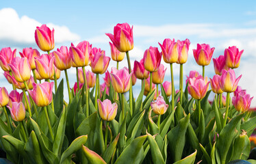 beautiful tulips in the park on a sunny day in spring