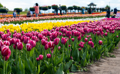mooie tulpen in het park op een zonnige dag in de lente