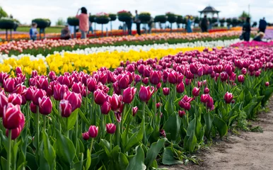 Poster de jardin Style romantique belles tulipes dans le parc par une journée ensoleillée au printemps
