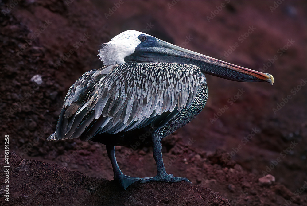 Poster Brown pelican