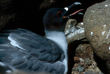 Swallow-tailed gull