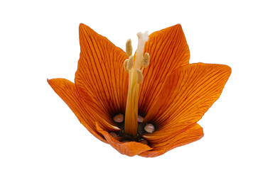 hazel grouse flower isolated