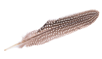 colored pheasant feathers isolated