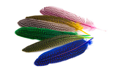 colored pheasant feathers isolated