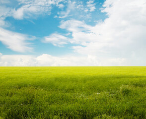 beautiful summer fields